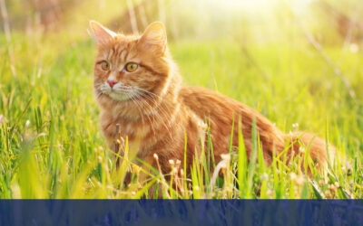 Feral Hearts and Faithful Hands