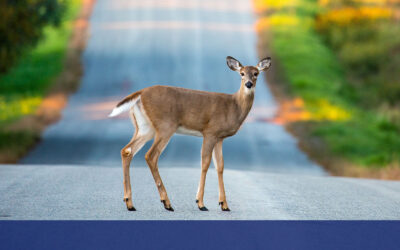 Life to Death in Three Seconds